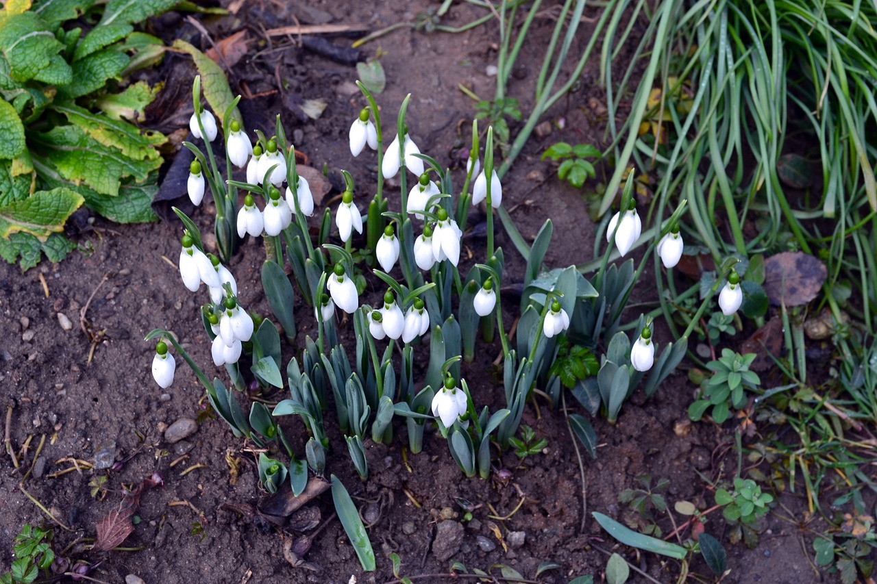 flowers snowdrops spring free photo