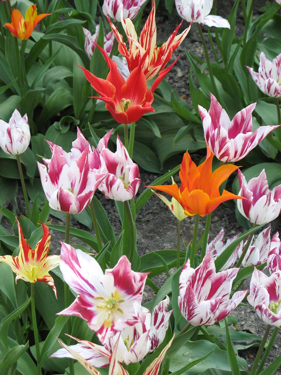 tulips flowers beauty free photo