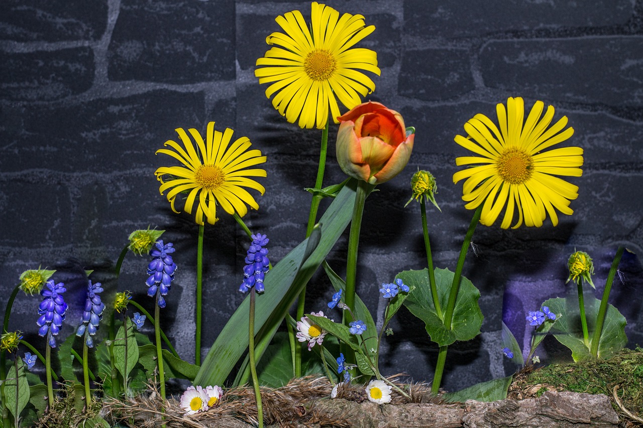 flowers stone wall h mauck free photo