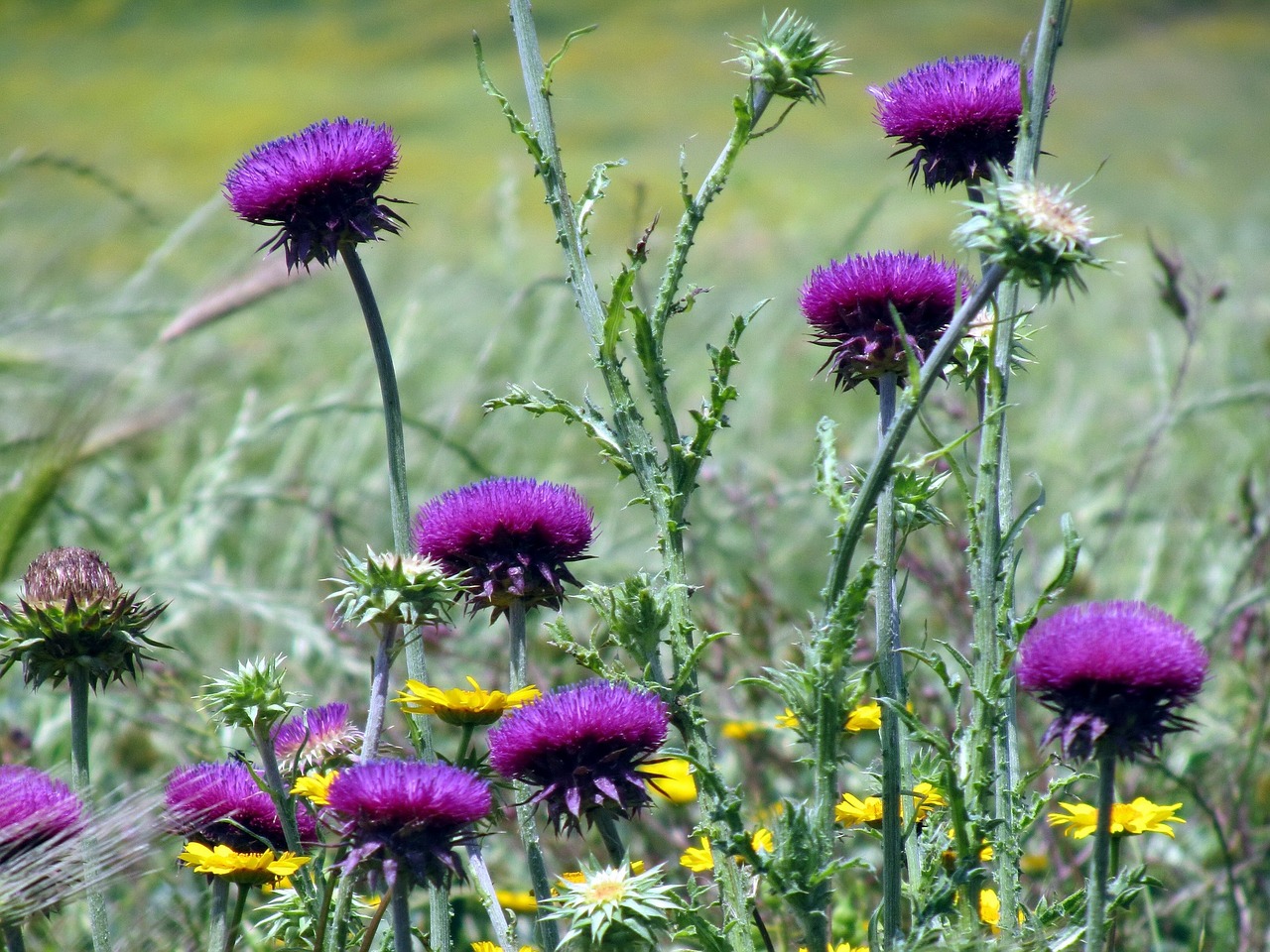 thistle flowers prato free photo