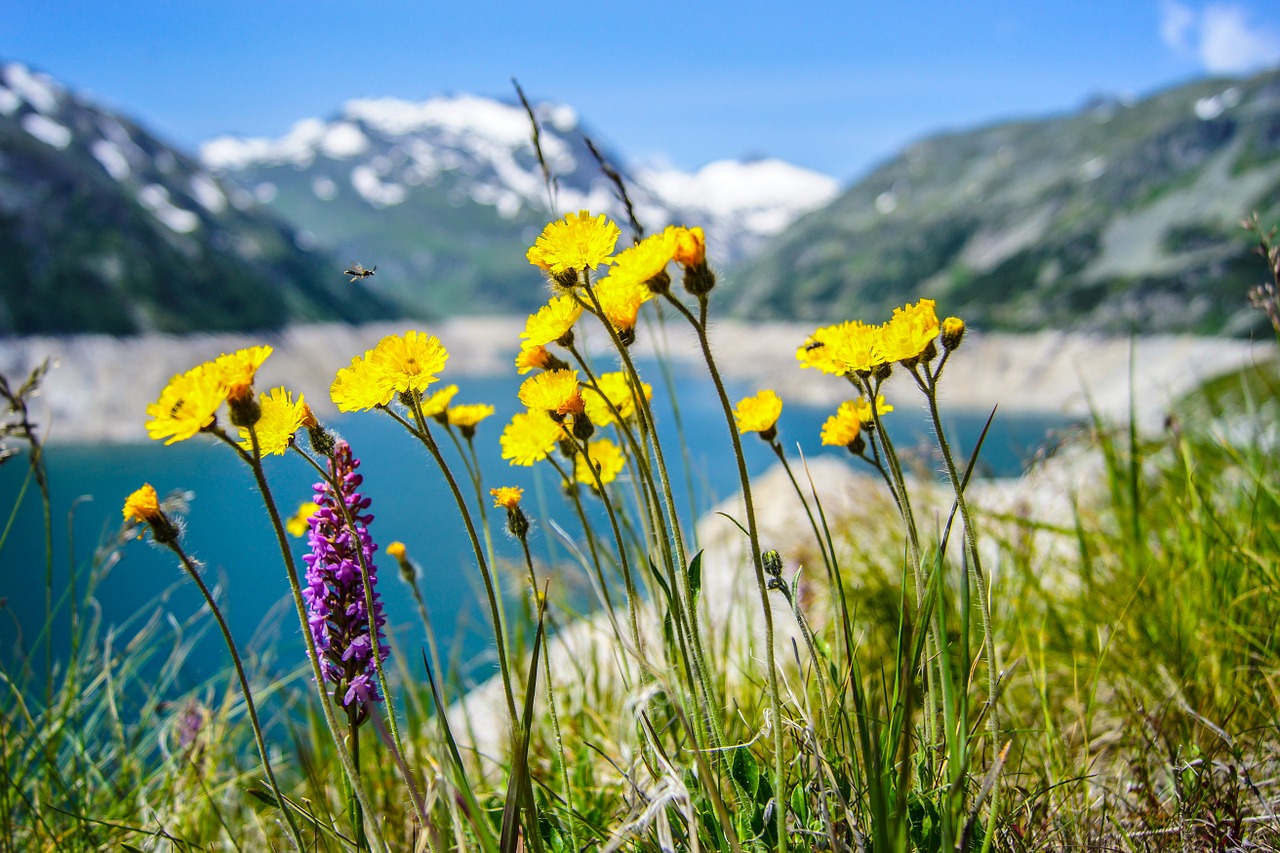 flowers nature yellow free photo