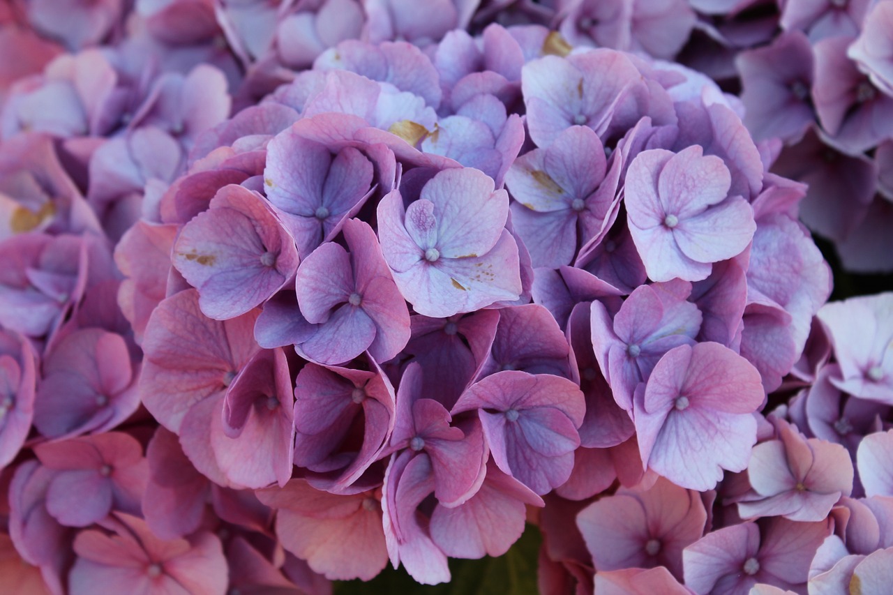 hydrangea flowers garden free photo