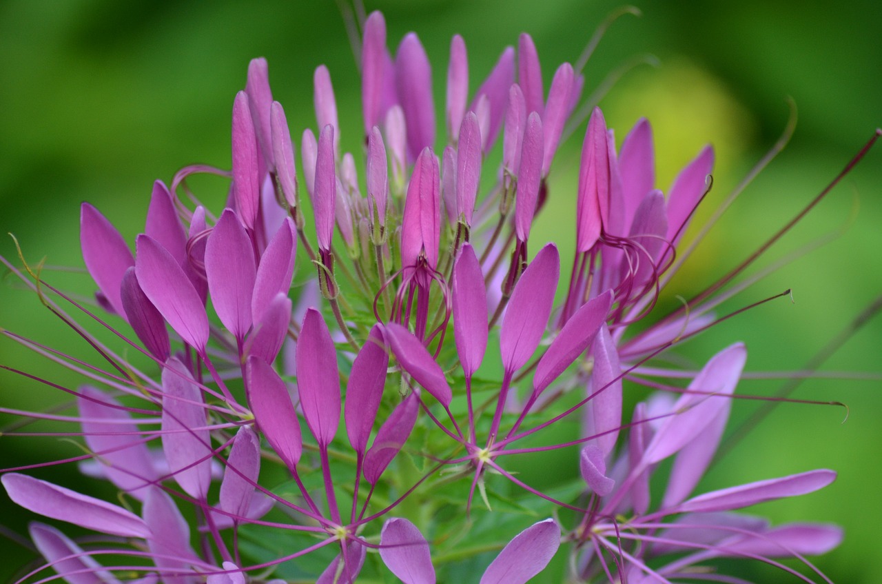 flowers purple flowers nature free photo