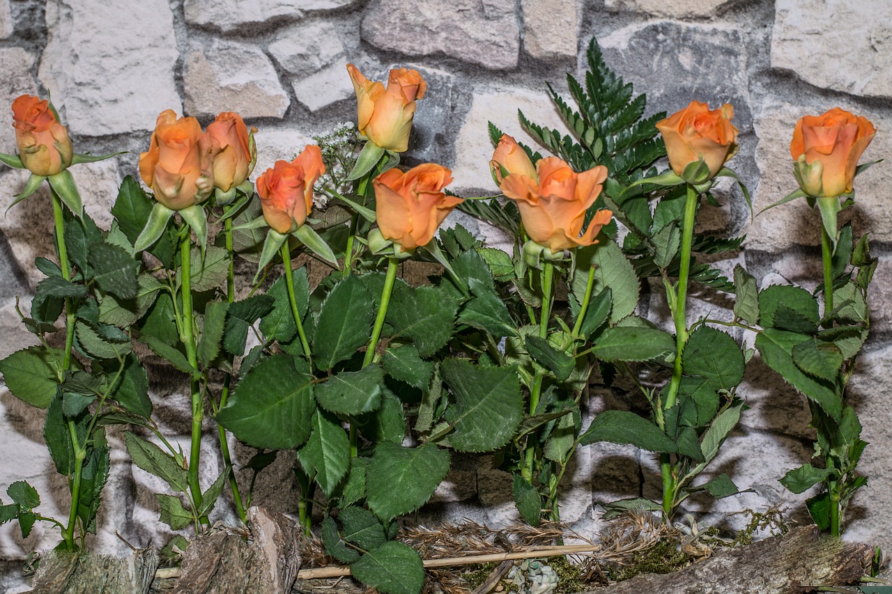 roses flowers rosa red free photo