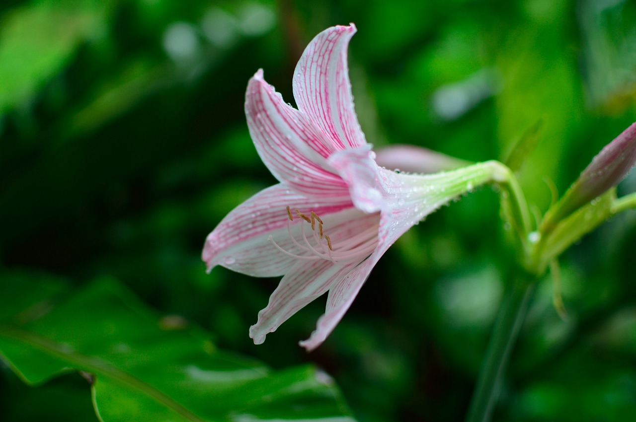 lily flowers plant free photo