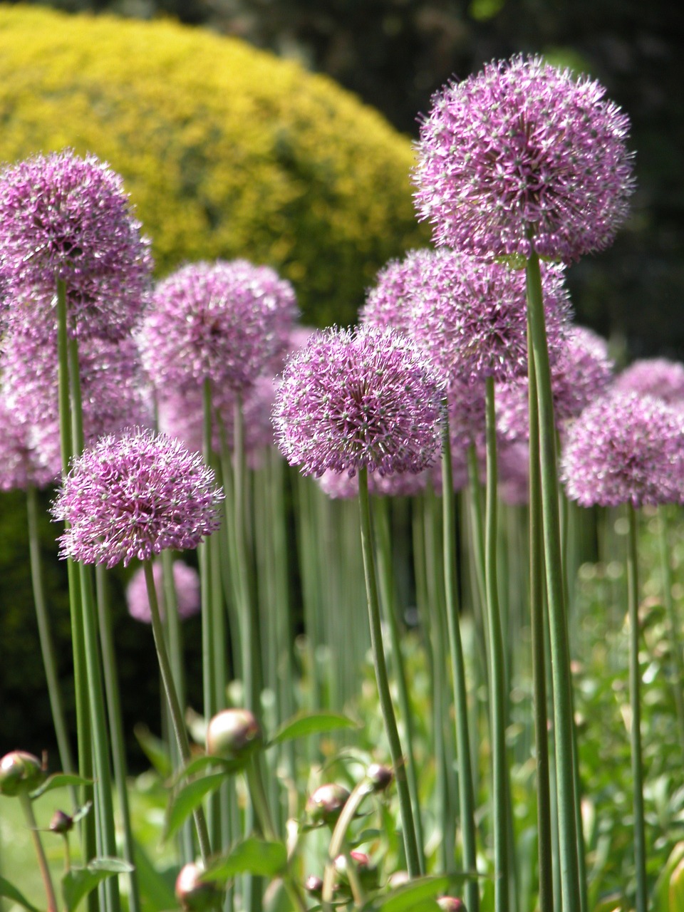 allium flowers garden free photo