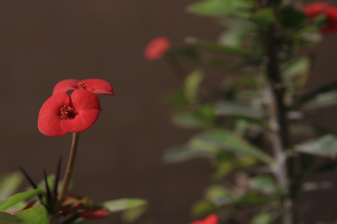 crown of thorns euphorbia shaft flower free photo