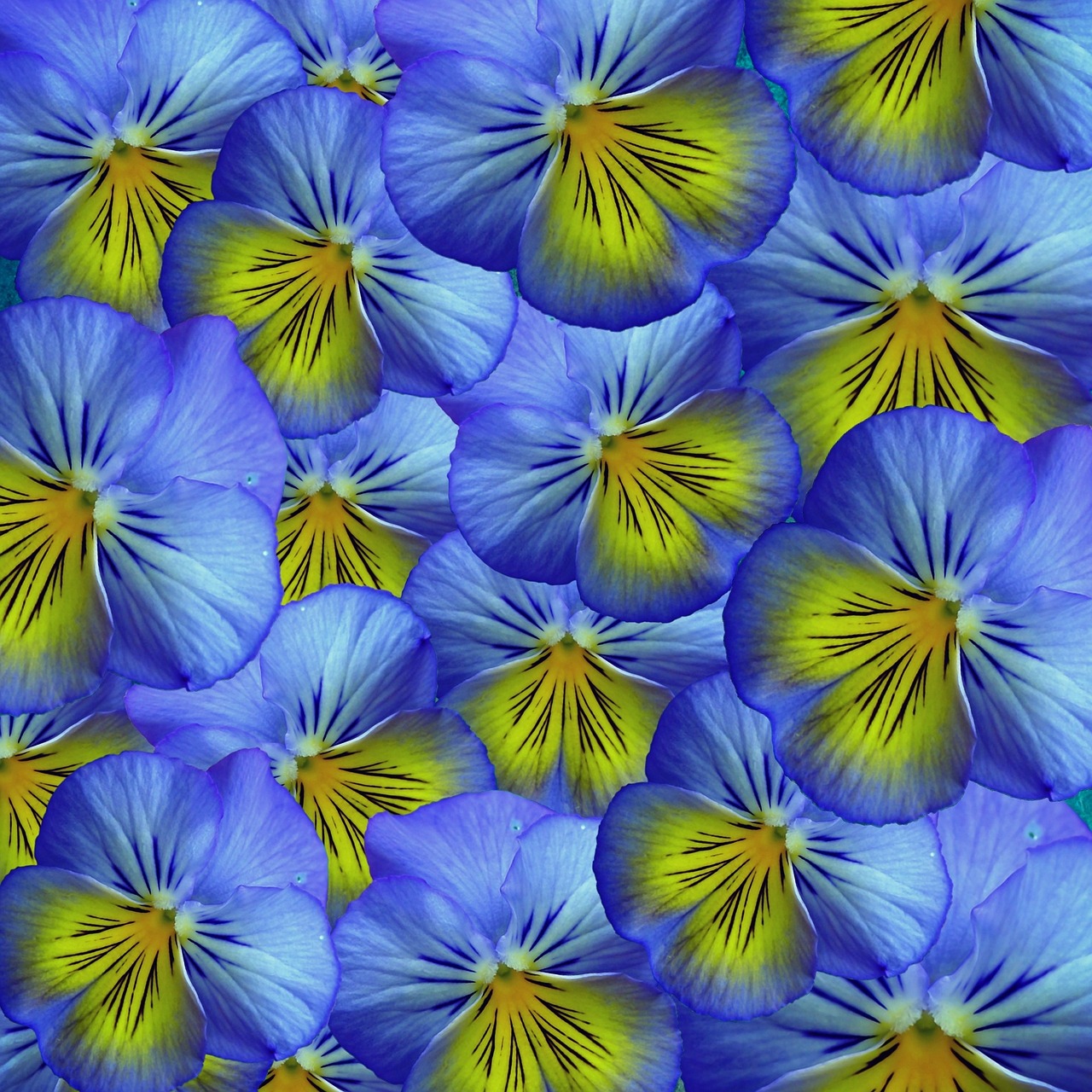 flowers pansy background free photo