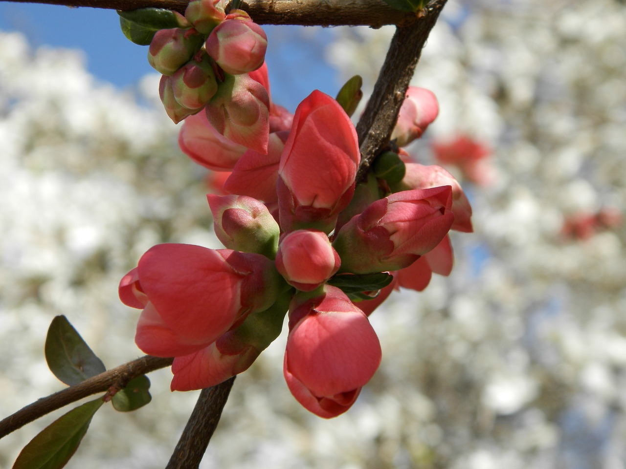 quince spring a branch free photo