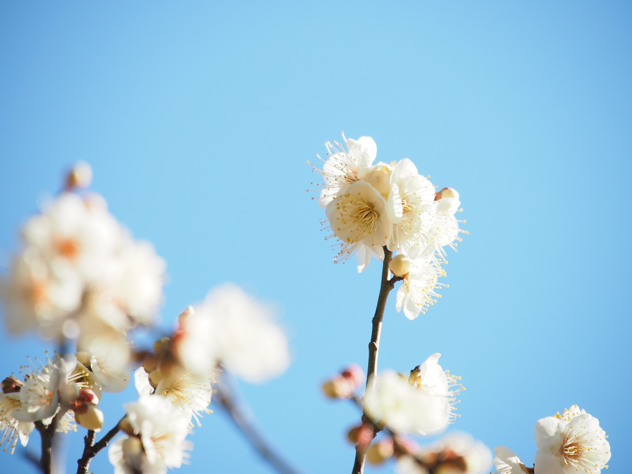 flowers plum white plum blossoms free photo