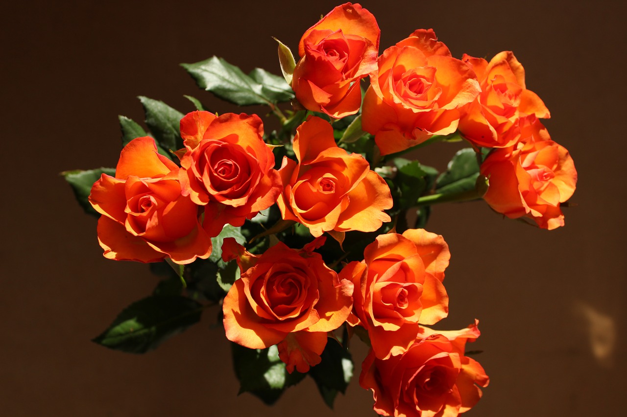 flowers roses orange free photo