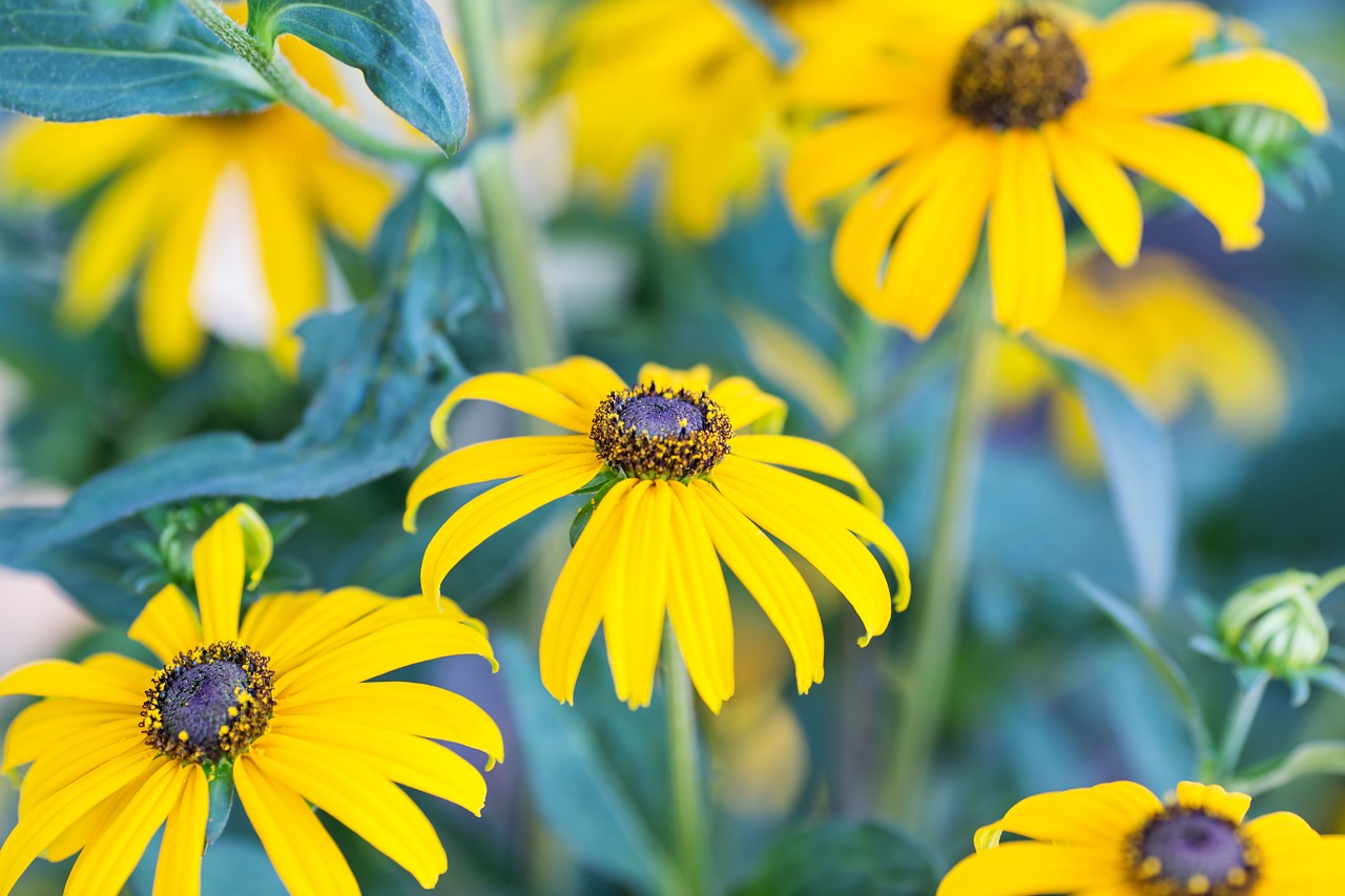 flowers blossom bloom free photo