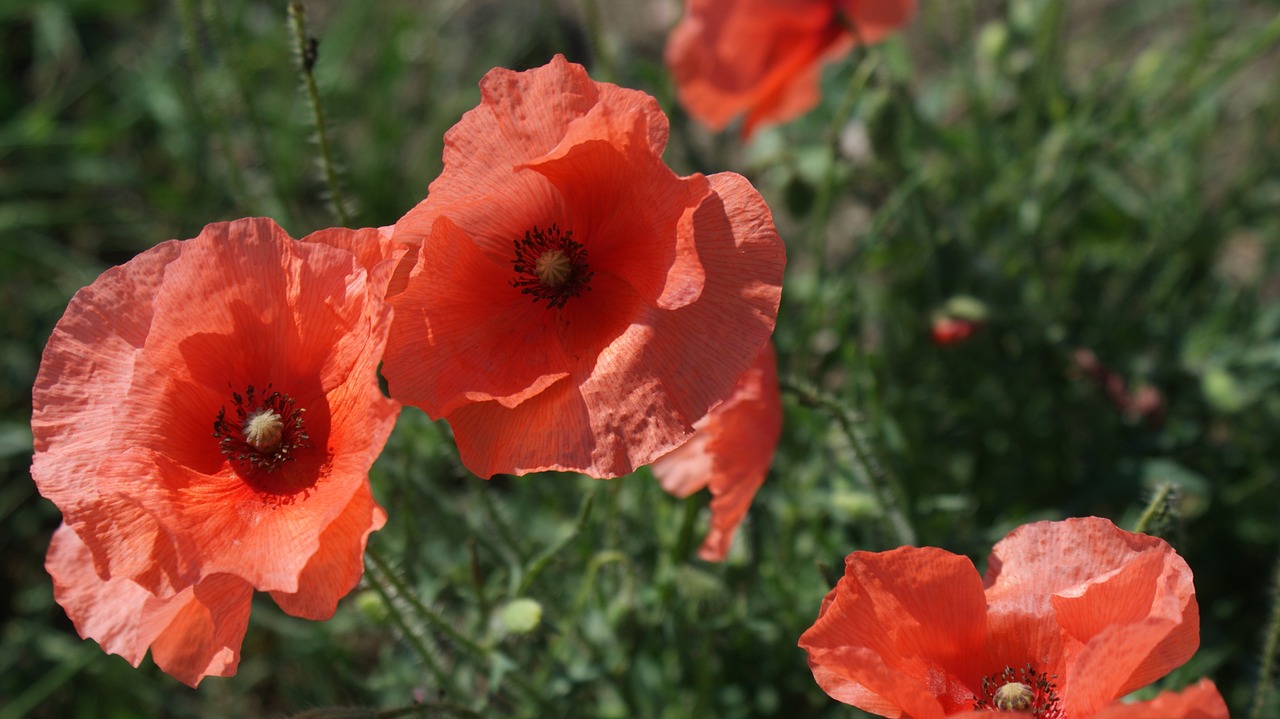 flowers poppy red poppy free photo