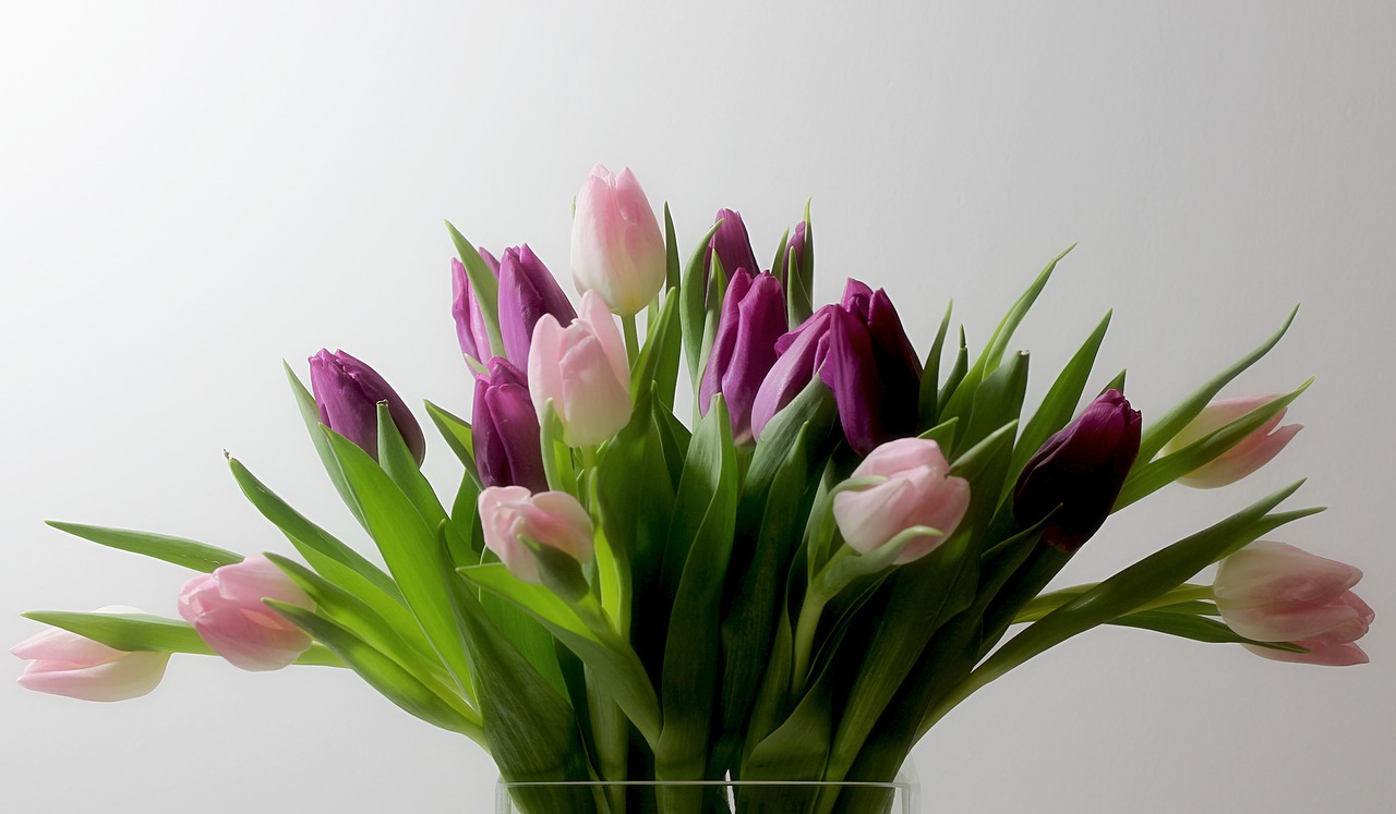 flowers tulips nature free photo