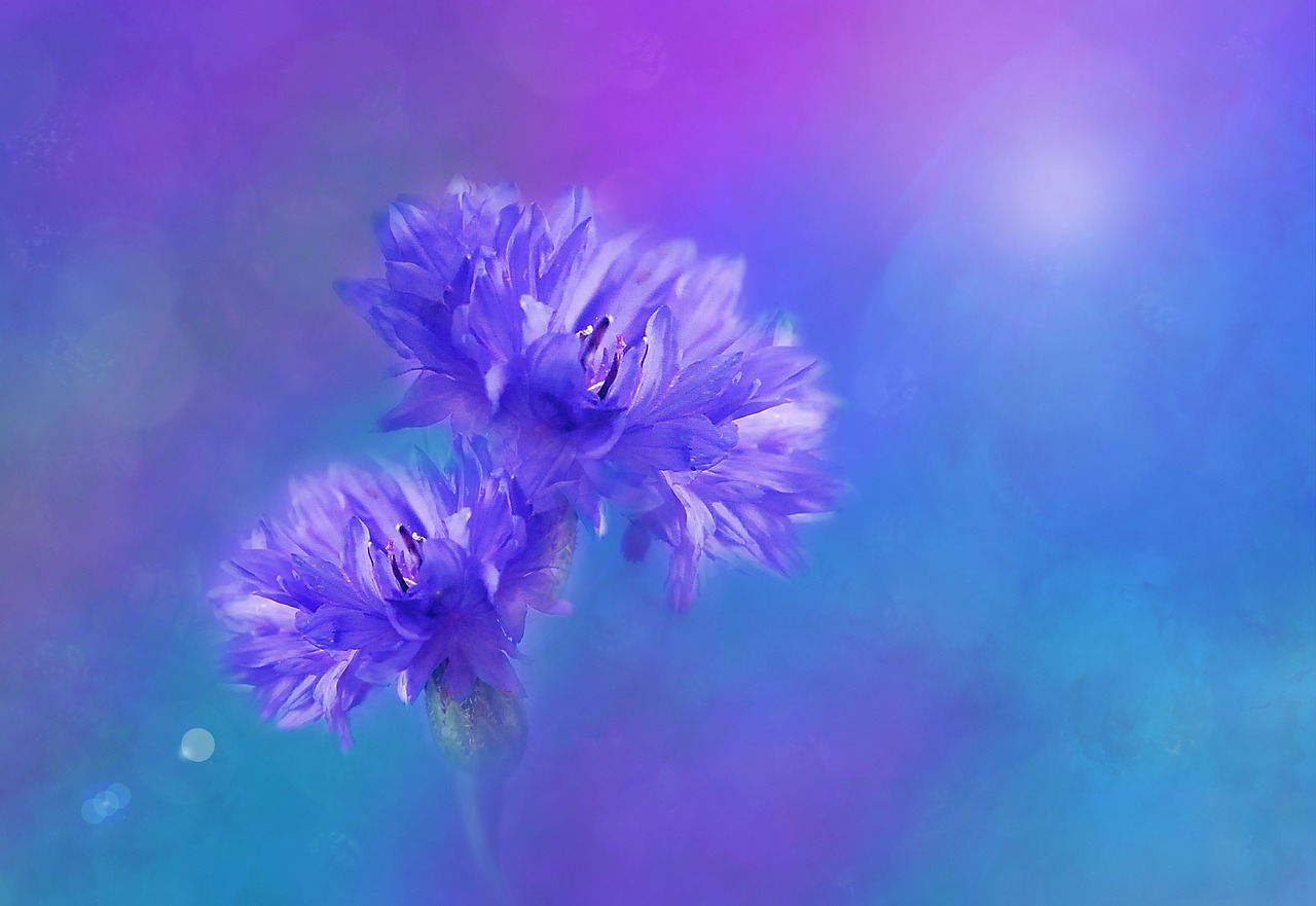 flowers cornflowers blue free photo