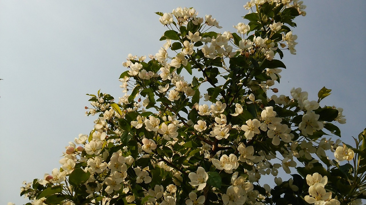 flowers wood princess apple free photo