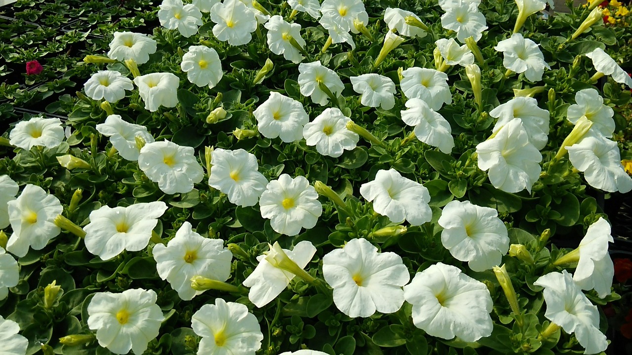 flowers petunia white flowers free photo