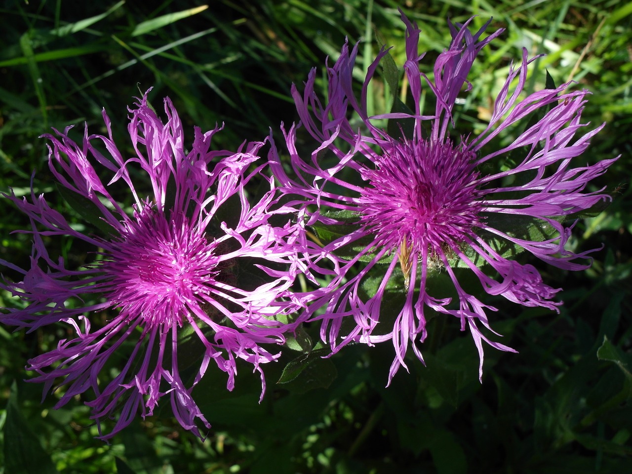 thistle flora flower free photo