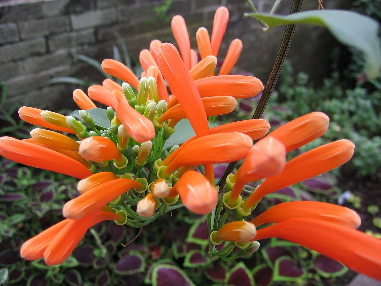 flowers orange plant free photo