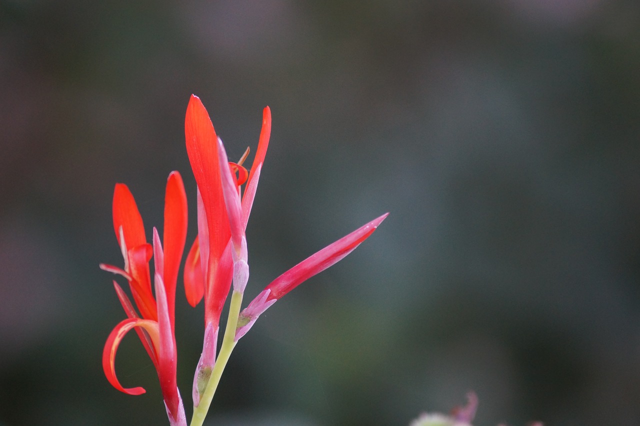 flowers red colorful free photo