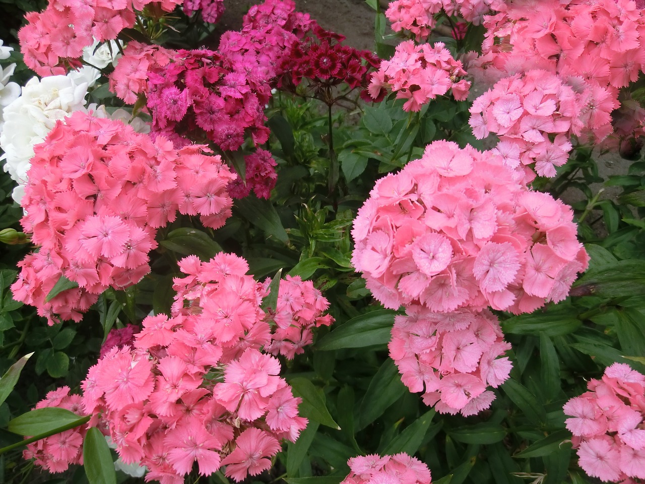 flowers carnations mixed free photo