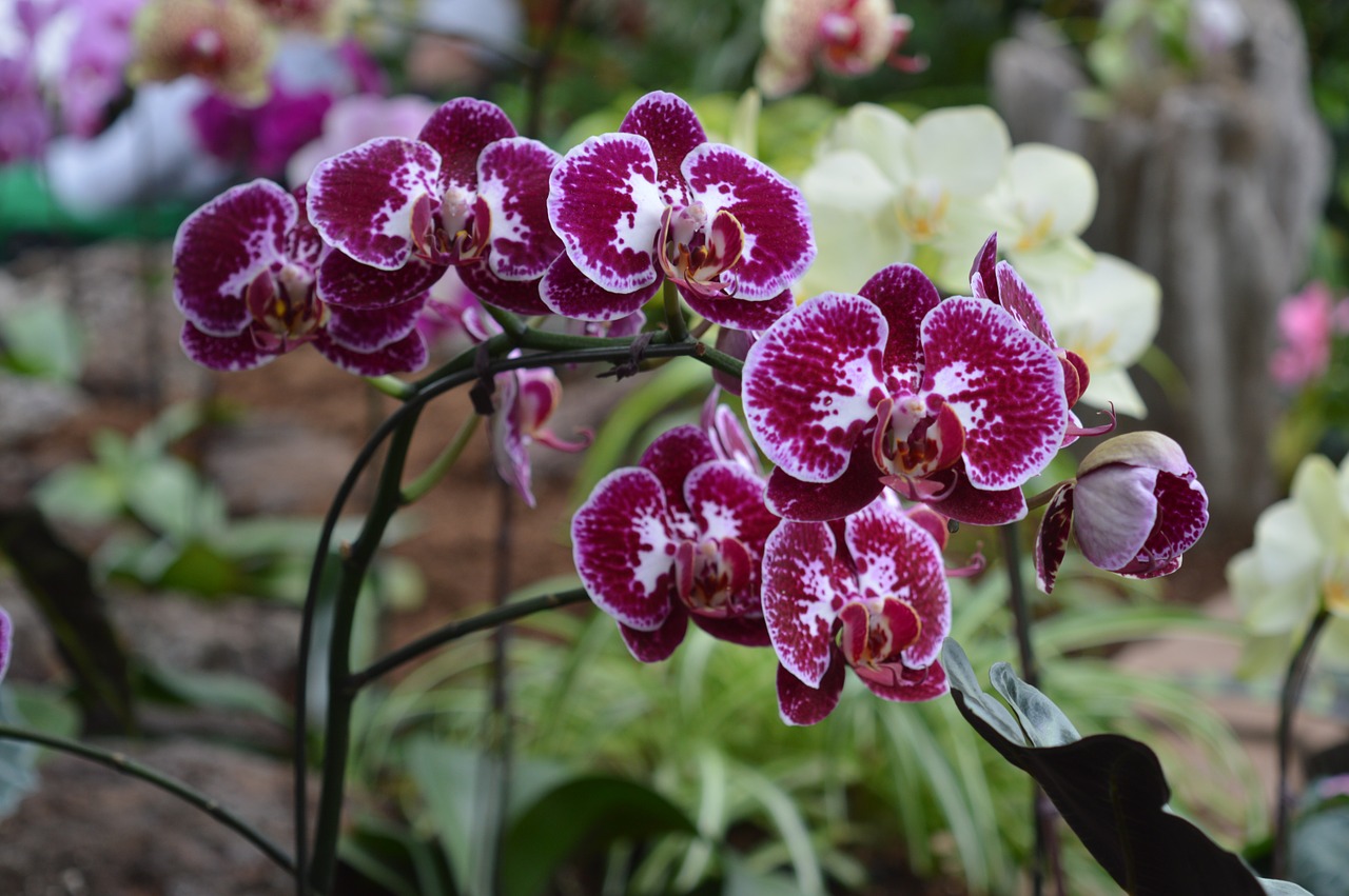 flowers purple orchid free photo