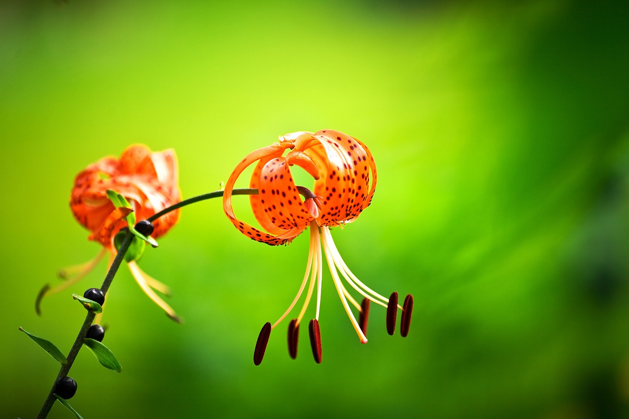 flowers mountain scenery free photo