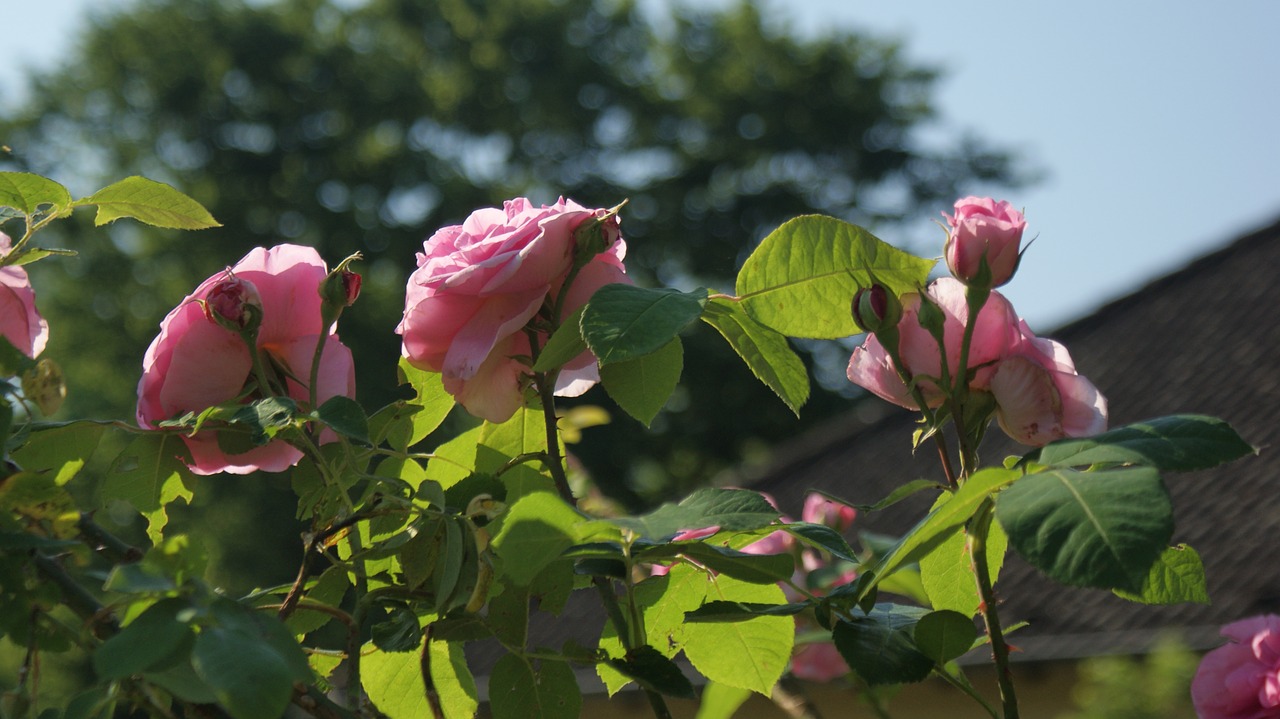 flowers roses pink rose free photo