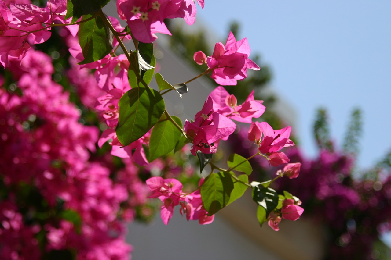 flowers bougainvillea pink free photo