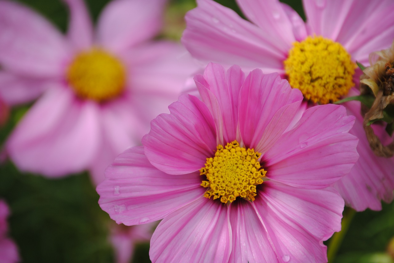 flowers pink nature free photo