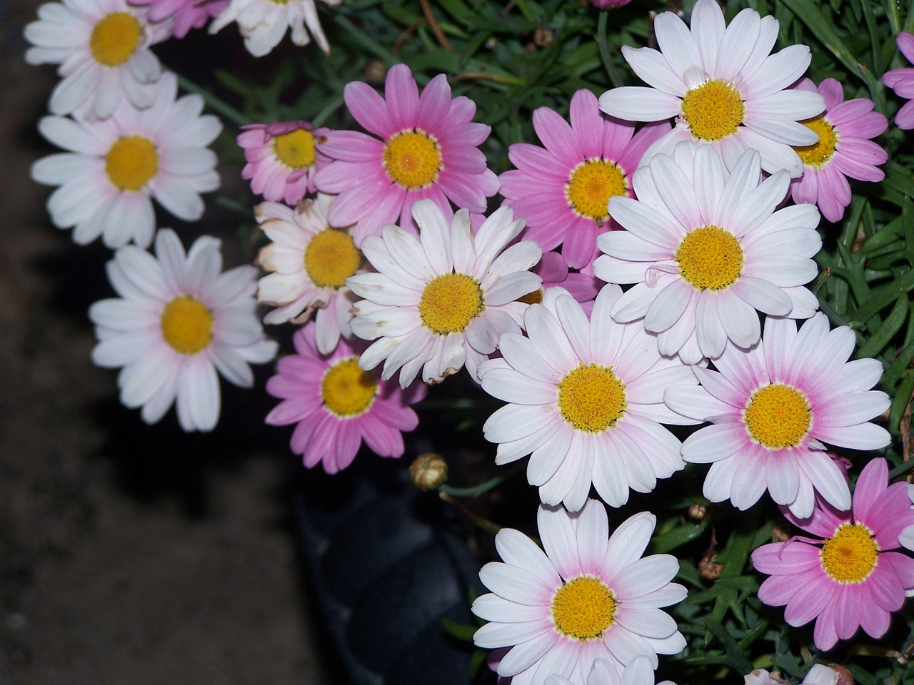 pink daisy flower bed flowers free photo