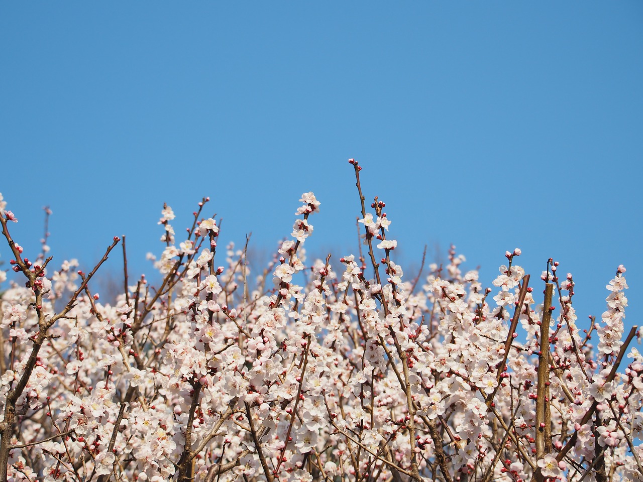 flowers plum plum blossoms free photo