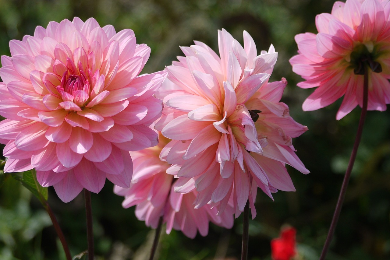 dahlia pink petals flowers free photo