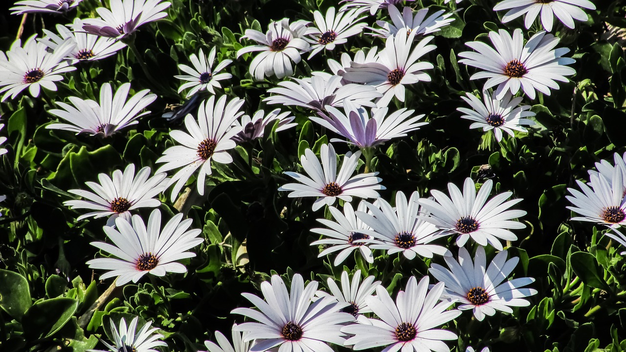 flowers daisy floral free photo