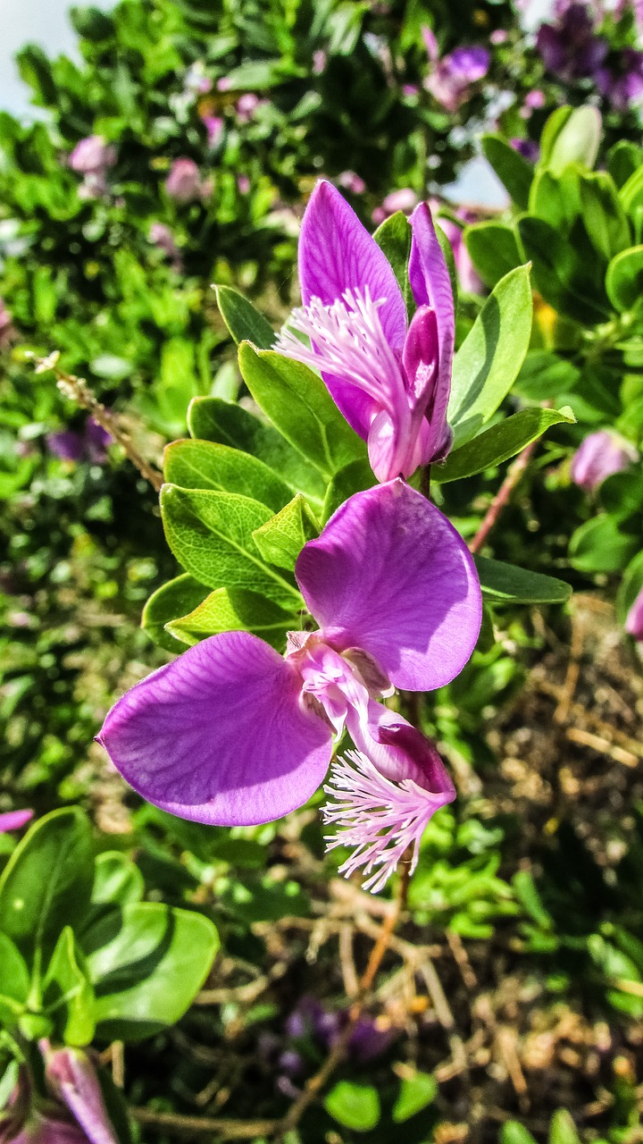 orchid flowers purple free photo