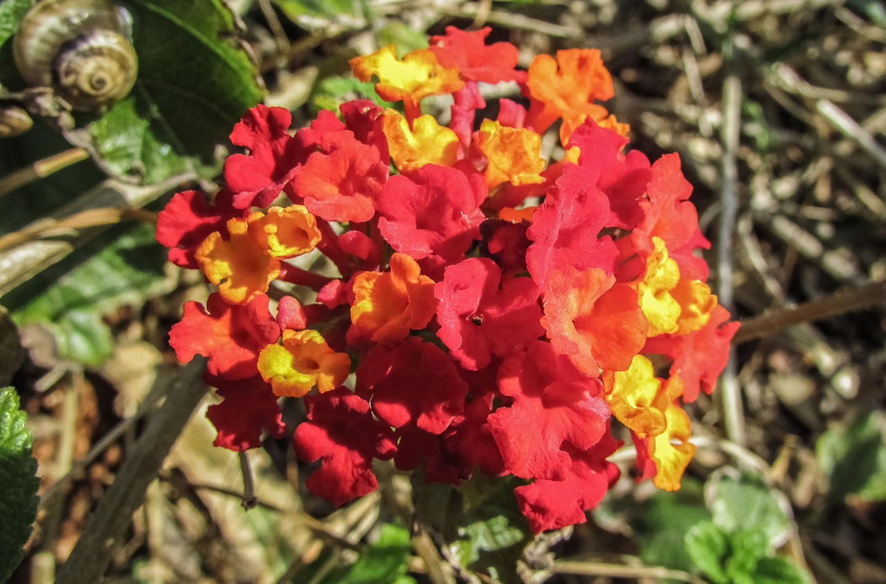 lantana flowers floral free photo