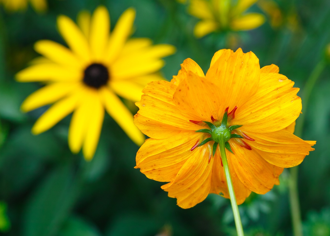 flowers yellow yellow flower free photo