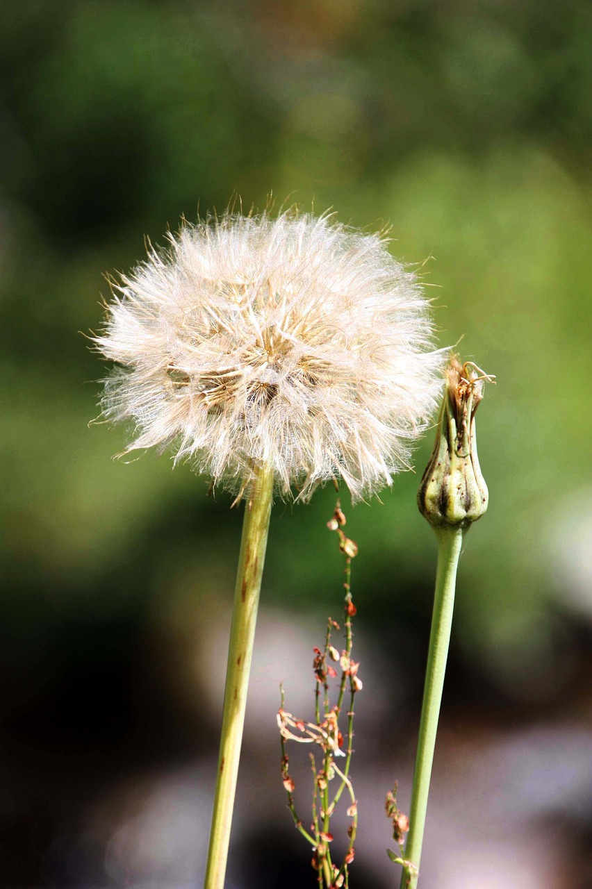 flowers nature dandelion free photo