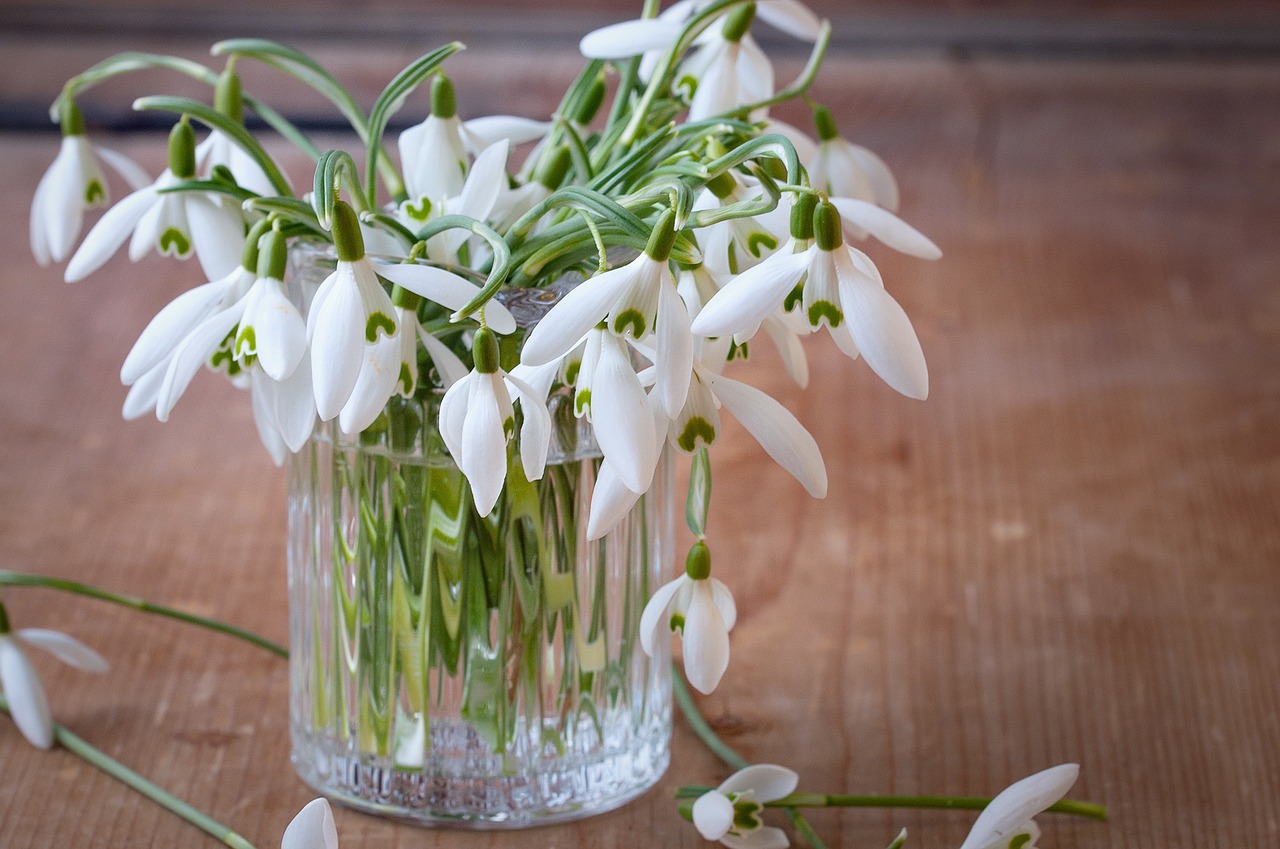 flowers spring flowers lily of the valley free photo