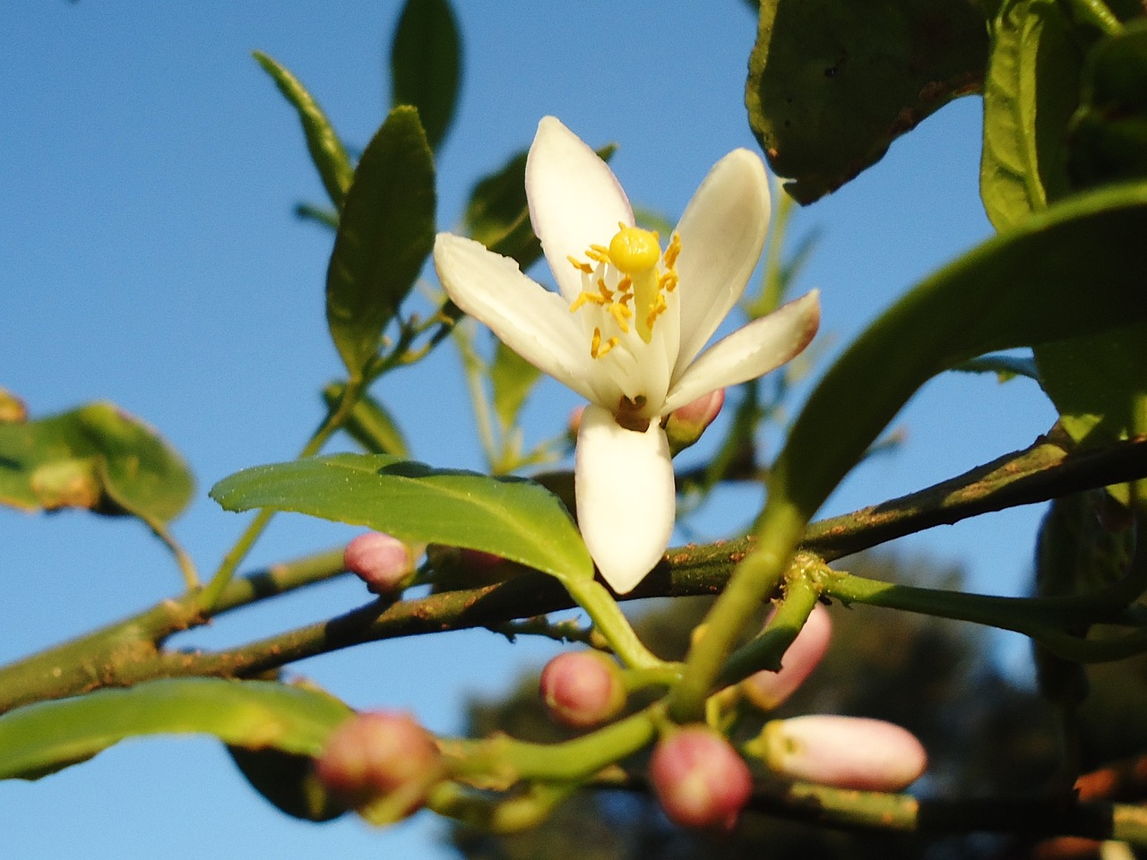 flowers blue sky free photo