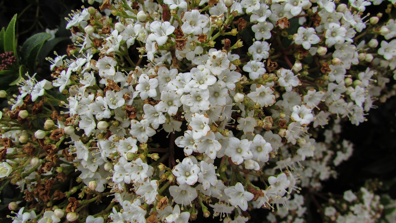 flowers spring white flowers free photo