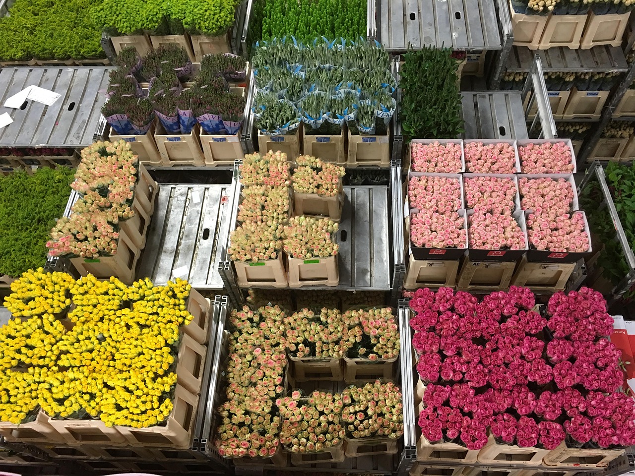 flowers flower auction holland free photo
