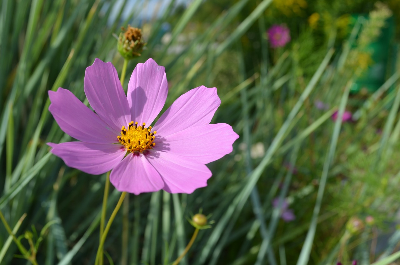 flowers cosmos summer free photo