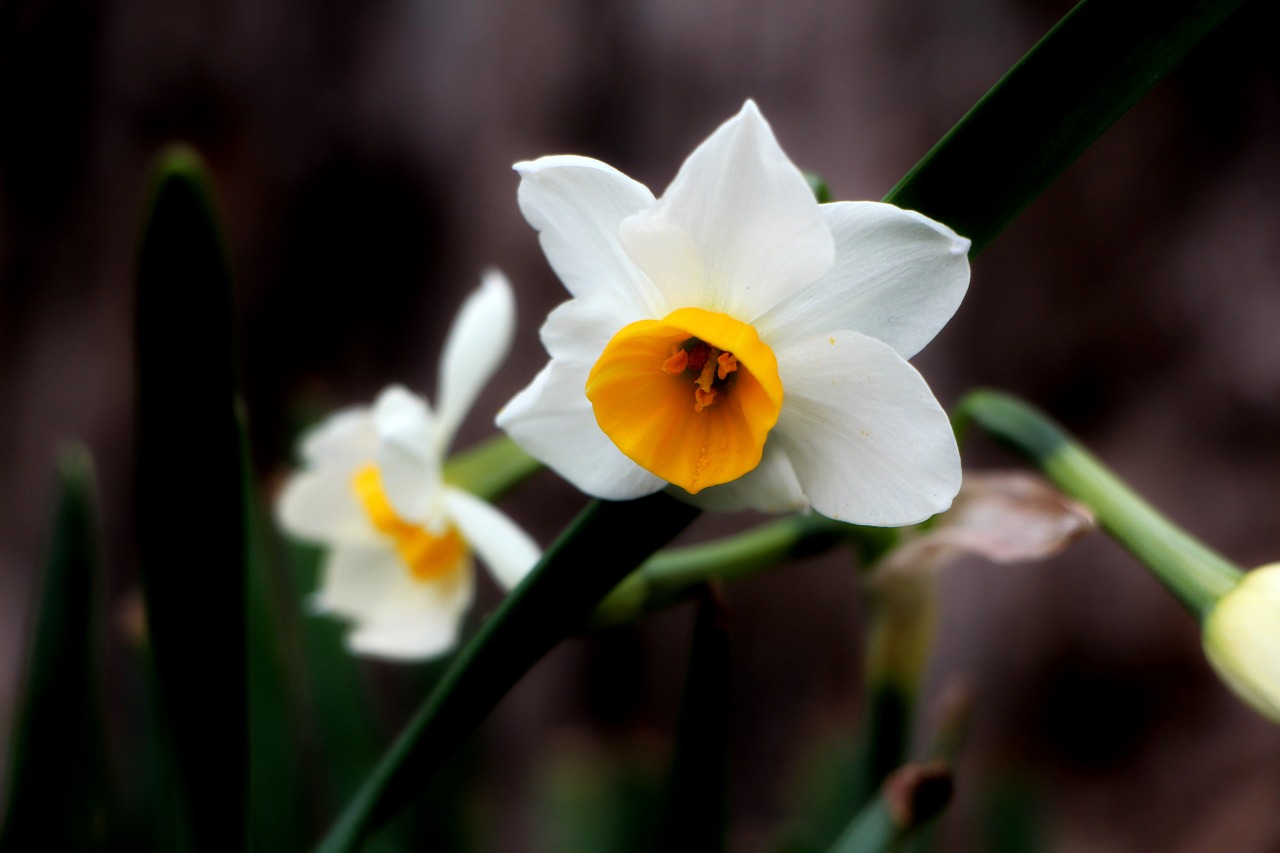 narcissus flowers white flowers free photo