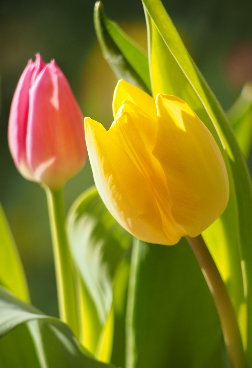 flowers tulips flora free photo
