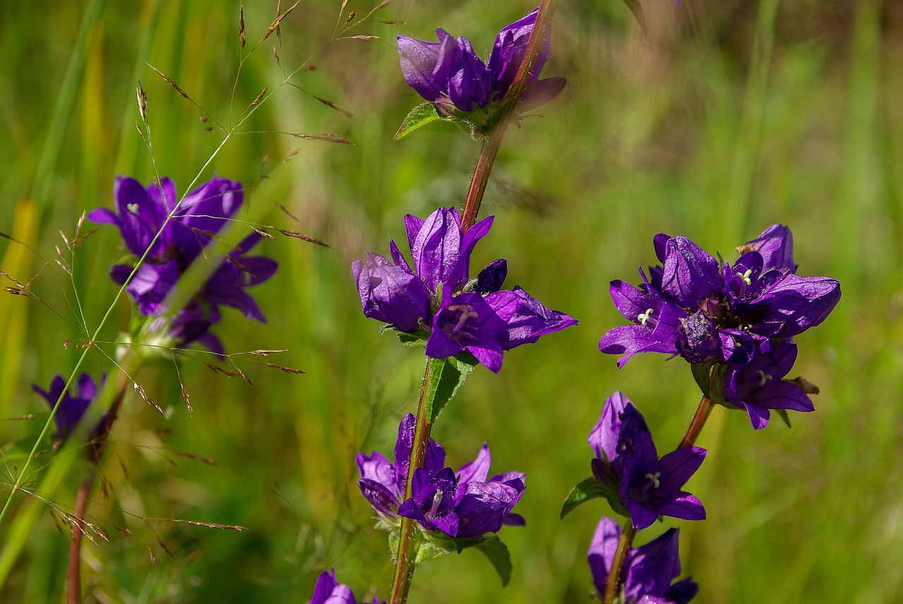 flowers violet nature free photo