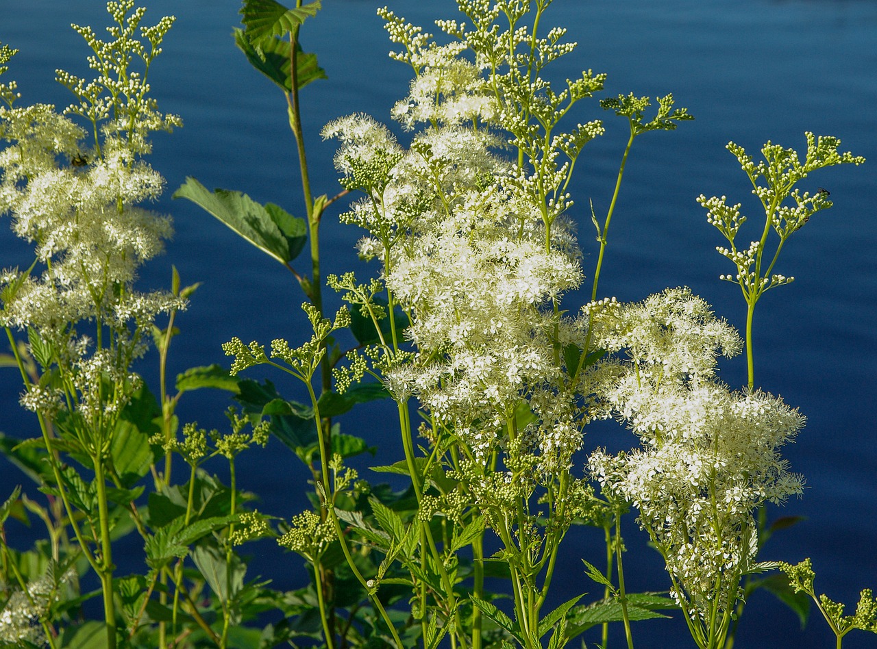 flowers plants wild free photo