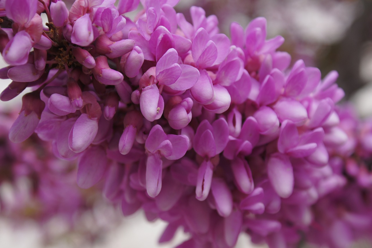 flowers flower purple free photo