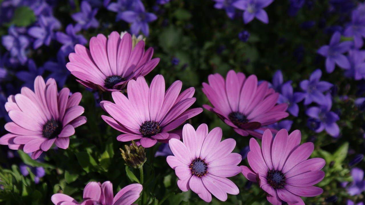 flowers flower garden ornamental flower free photo