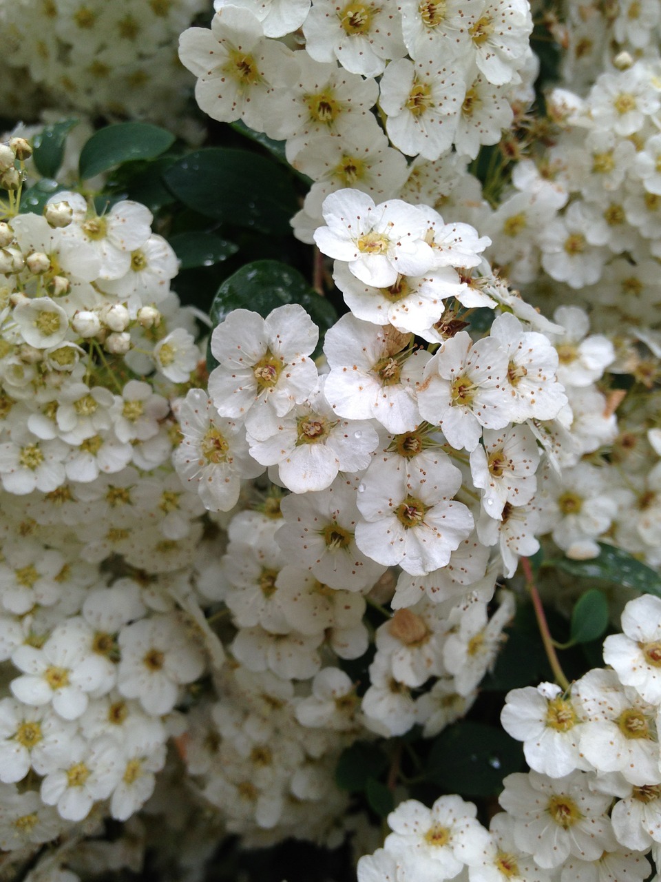 flowers white spring free photo